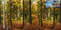 Seamless Forest Scenery
