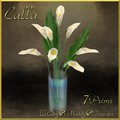 Calla